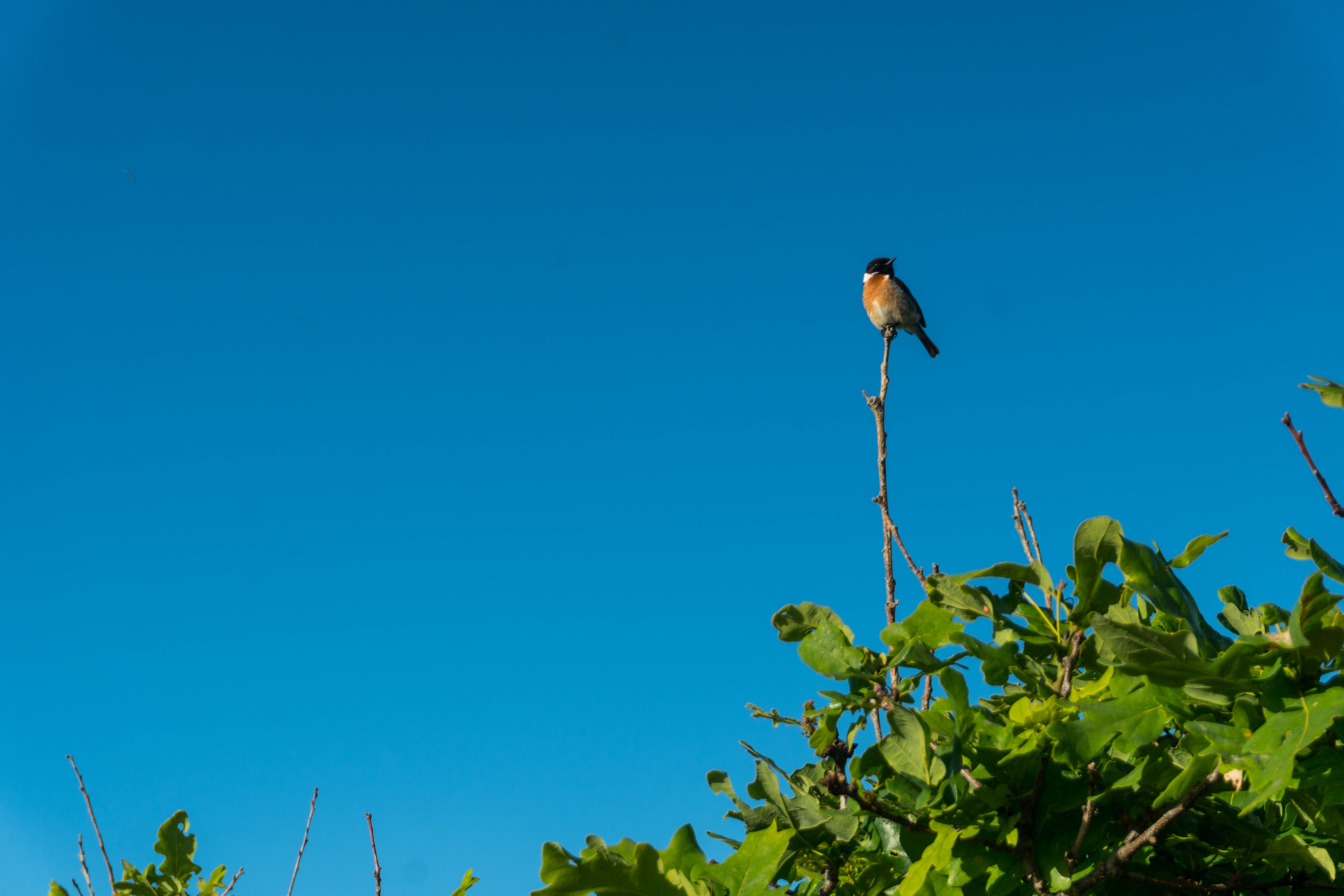 Sur le Sentier des Douaniers